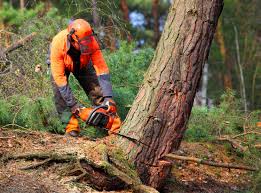 Best Tree Risk Assessment  in Cass City, MI